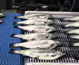 Túneles de Congelación IQF para Pescados